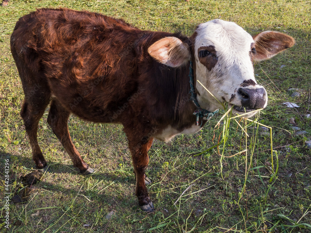 Wall mural brown cattle with white face head up