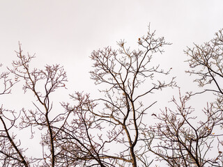 Autumn or winter tree branches without leaves against a clear blue sky.