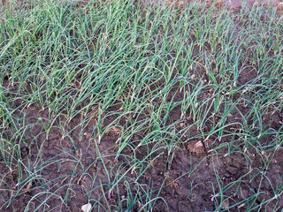 Onion crop in fields close up view