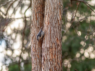 Eurasian nuthatch or wood nuthatch, lat. Sitta europaea, sitting on a tree trunk with a blurred background.