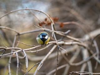 Cute bird Great tit, songbird sitting on a branch without leaves in the autumn or winter.