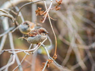Sparrow sitting on a branch with a yellow autumn background