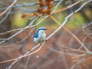 Eurasian nuthatch or wood nuthatch, lat. Sitta europaea, sitting on a tree branches with a blurred background.