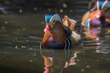 Closeup mandarin duck , The most colorful ducks