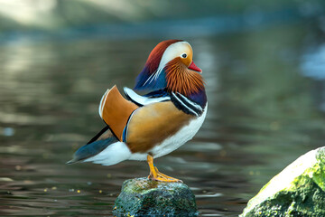 Closeup mandarin duck , The most colorful ducks