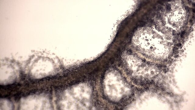 Tubes of the slime mold Physarum polycephalum showing cytoplasmic streaming reversing the direction of flow.