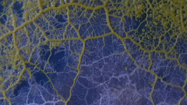 Several growth waves of the slime mold Physarum polycephalum grow in time-lapse.