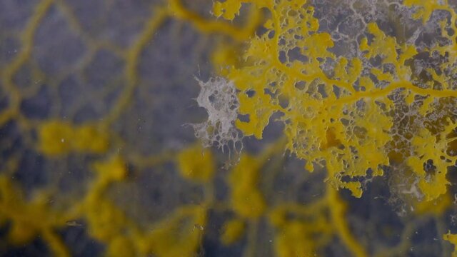 The Slime Mold Physarum Polycephalum Grows Across Foreground And Background Planes.