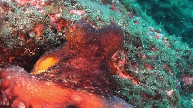Reef Octopus close up in strong current in the Mediterranean Sea