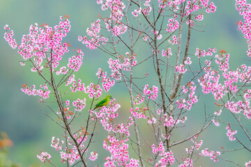Green bird on wild himalayan cherry