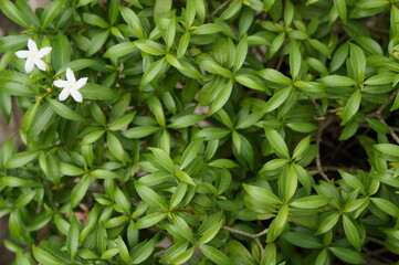 Green leaf texture. Leaf texture background