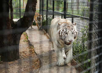Close up of rare white fluffy Bengal tiger walking in a cage in the zoo. Happy 2022 Chinese New Year symbol. Endangered carnivore species and animal rescue. Big cat. 