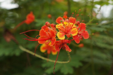 Orange Peacock Flower blooming is the name of a bright orange peony flower blooming.