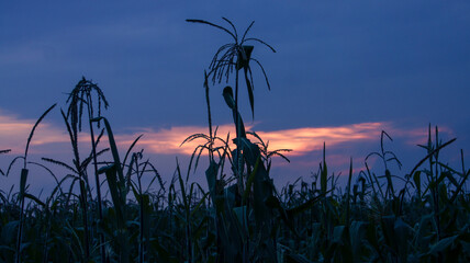 Silhouette of ear of corn at sunset © Hugo F Vil