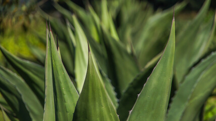 Maguey texture on green field