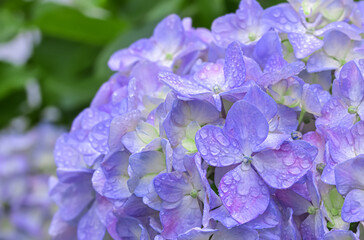 雨上がりの紫陽花（Hydrangea）