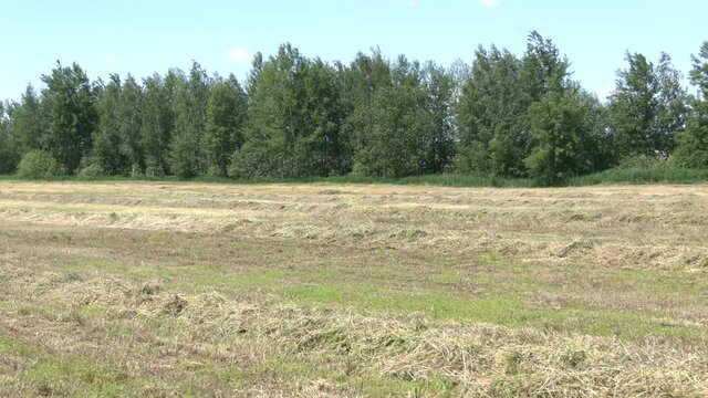Rural landscape. Harvested hay in rows waiting for bailing. Mowed hay on the field. Hay windrows in the field
