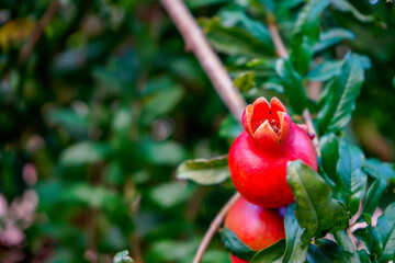 pomegranate on a tree