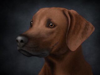 Drawing of brown Labrador dog in the studio on black background.