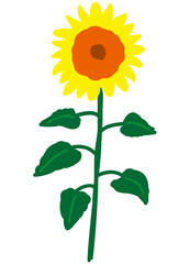 One sunflower and its leaves