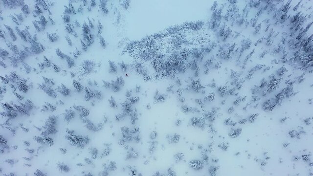 Aerial view of Person walking in forest,close to the lake Neitokainen - tilt, drone shot