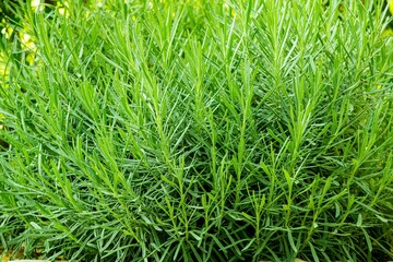 green leaves on a lavender bush in an outdoor garden