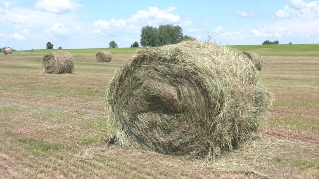 Rural landscape. Harvested hay in rows waiting for bailing. Mowed hay on the field. Hay windrows in the field
