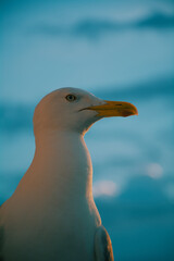 Portrait seagull