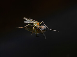 Mosquito on the mirror-smooth water