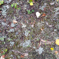 Forest ground