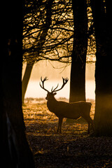 Red Deer stag in silhouette, during the deer rut in London, UK