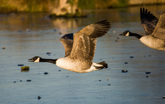 Canada geese flying across a pond in London, UK	