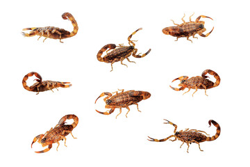 pregnant female scorpion isolate on white background