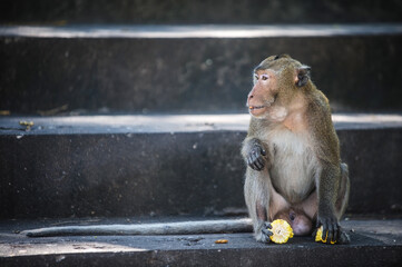 young monkey sitting on stair with food
