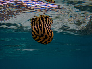 A juvenile stellate pufferfish (Arothron stellatus) swimming above the corals. Pufferfishes inflate...