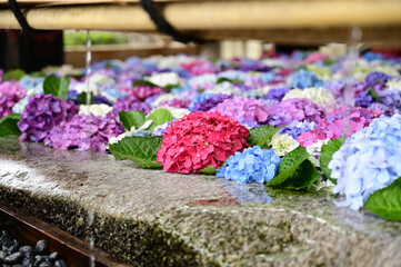 紫陽花花手水