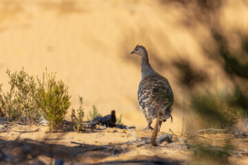 A stocky ground-dwelling Australian bird about the size of a domestic chicken known as the Malleefowl (Leipoa ocellata)
