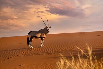 Side view of a beautiful oryx (Oryx gazella) standing near the ridge of a red sand dune at sunset,...