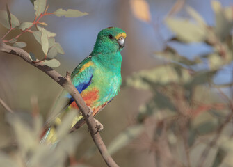 Close-up of an adult male Mulga Parrot (Psephotus varius) perched on a branch
