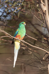 Close-up of an adult male Mulga Parrot (Psephotus varius) perched on a branch