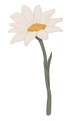 Chamomile plant with blooming flower green stem