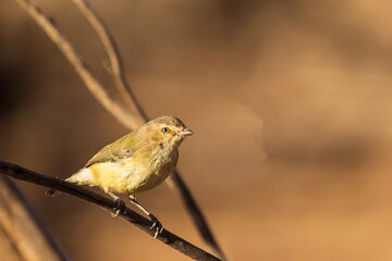 The tiny Australian bird with very short, stubby bill known as a Weebill (Smicrornis brevirostris)