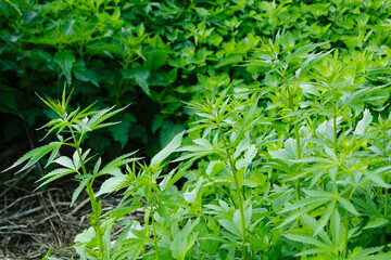 Cannabis. Growing a plant. Hemp green leaves close up.