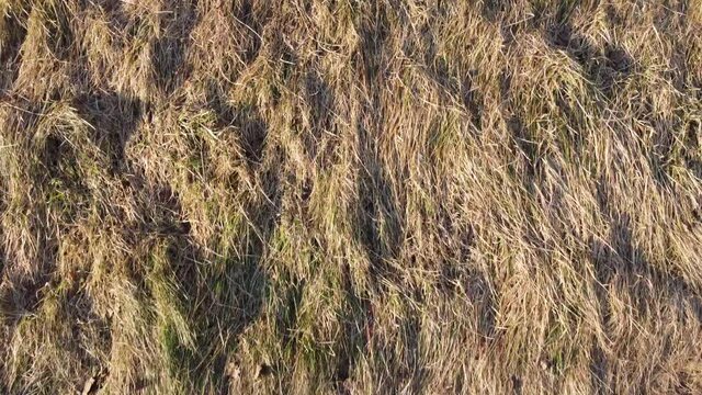 dead grass in early spring before the summer heat comes, aerial shot