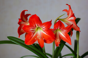 Beautiful blossoming flowers of red Amarilis. Blooming indoor. Close-up. Place for your text.