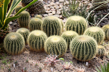 cacti in the botanical garden