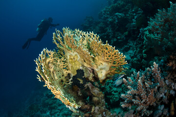 Fototapeta na wymiar Underwater Red Sea seascape. Coral reef near Makadi Bay, Egypt