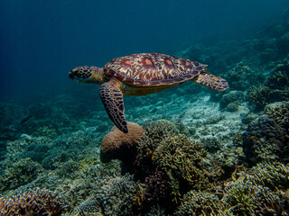 Fototapeta premium Green sea turtle (Chelonia mydas) swimming above a pristine coral reef.