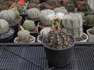 a Gymnocalycium mihanovichii hybrid cactus and two pink flowers blossom in flower pot with many cactus blurred in background.	