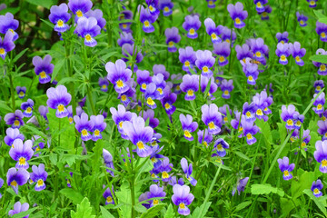 Fototapeta na wymiar Lot of blue viola flowers, solid background